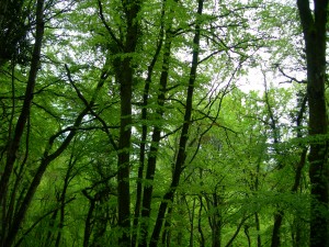 forêt 02